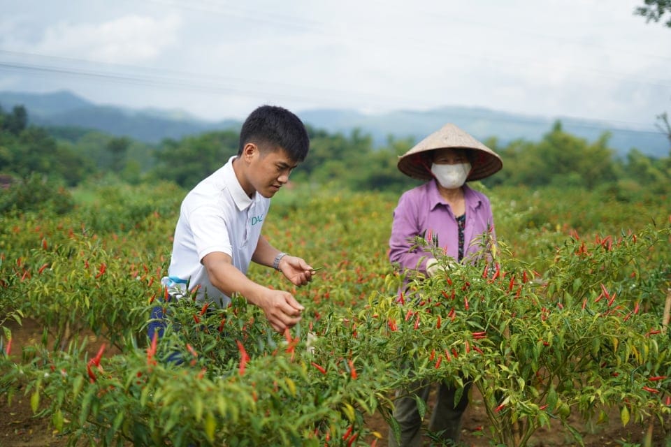 Piment rouge du Vietnam