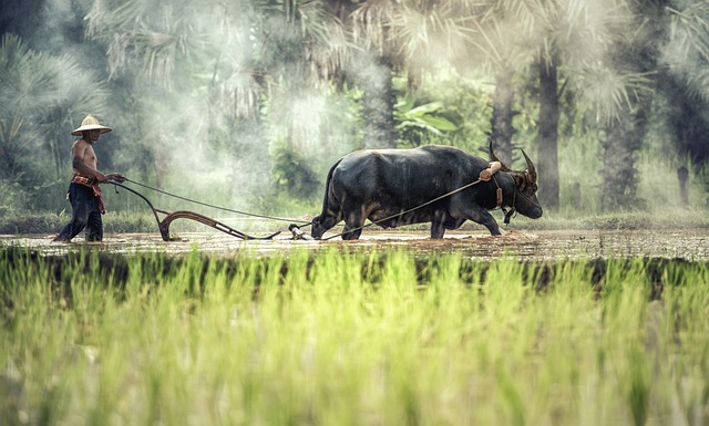 Le Cambodge, joyau de l'Asie.